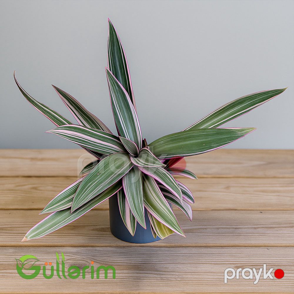 Tradescantia Spathacea — Bitkilər, Bakı (3)