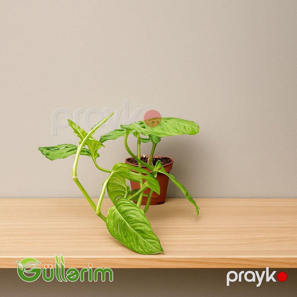 Faleziya (Philodendron) — Bitkilər, Bakı (2)
