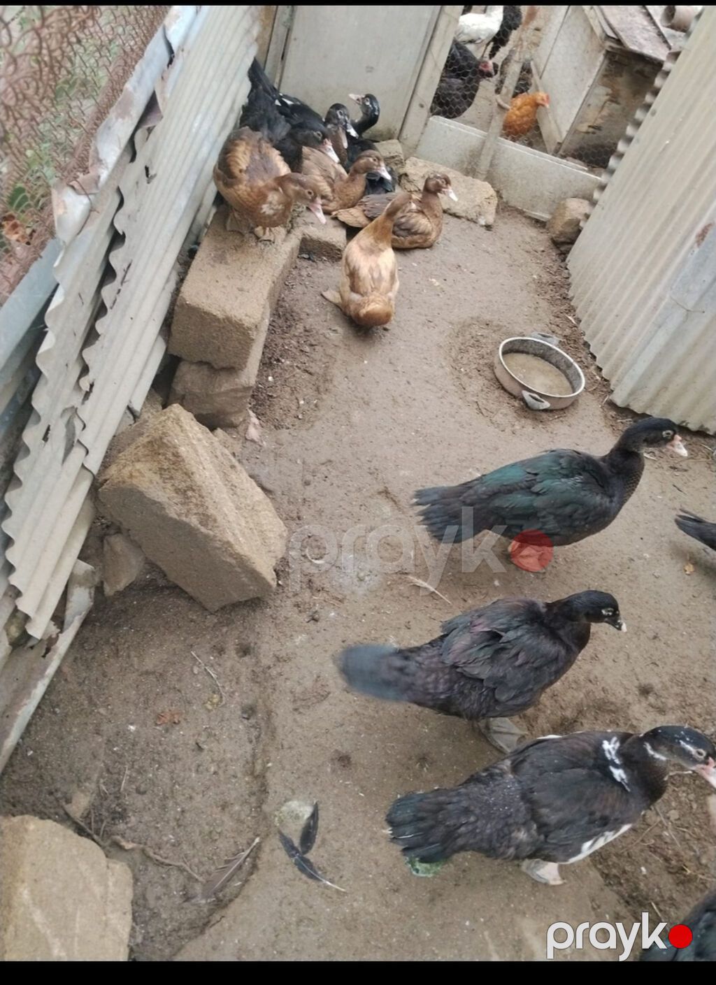 4-6ayliq lal ordekler — Digərləri, Bakı (3)