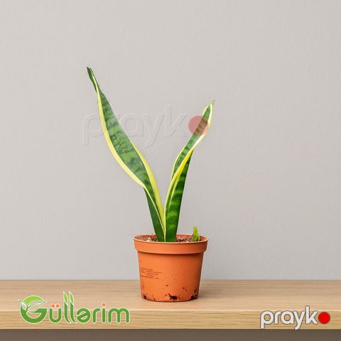 Sansevieria (Sansiveriya) — Bakı