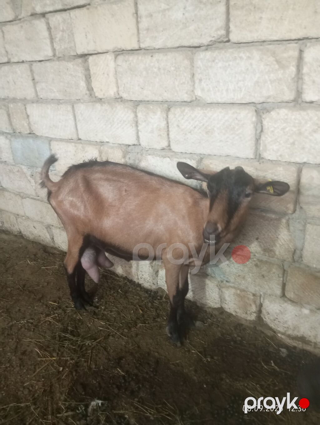 Əssəlamu Alekum alpin oberhas kecisi satılır yanında balasıya birlikdə — Kənd təsərrüfatı heyvanları, Saray (3)