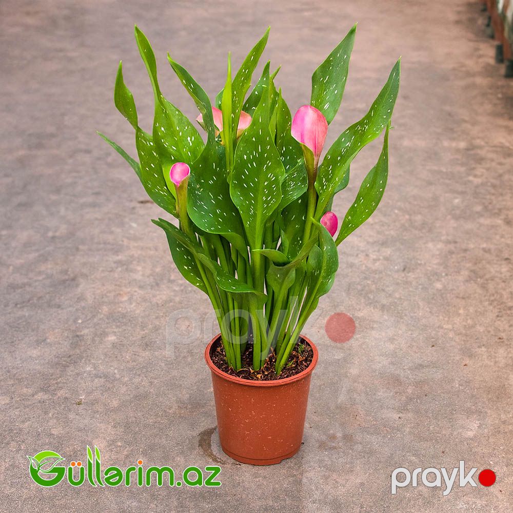 Kalla Zambağı (Zantedeschia / Calla Lily) — Bitkilər, Bakı (6)