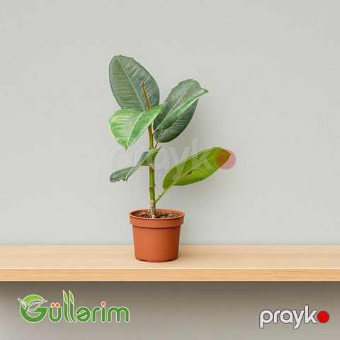Ficus Elastica (Fikus elastika) — Bakı