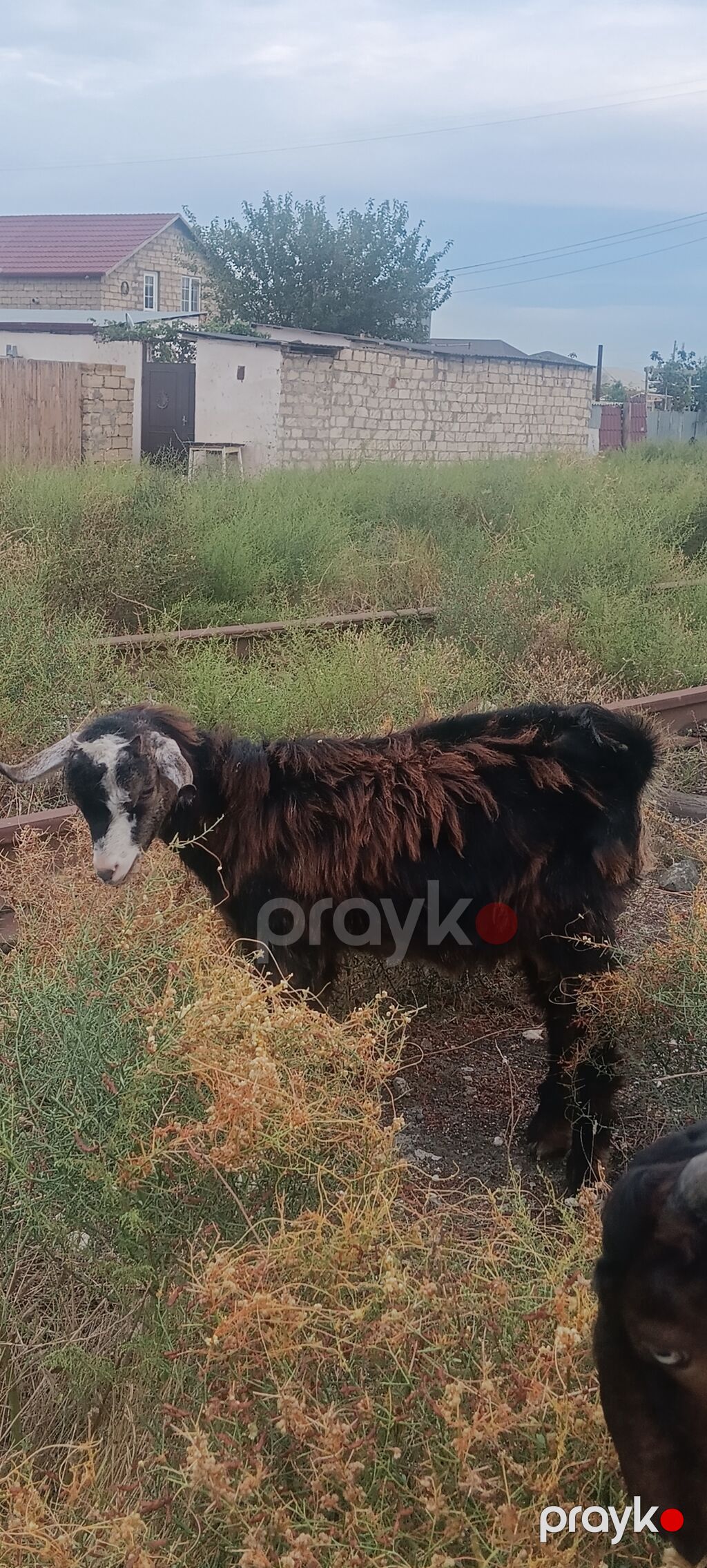 Iki erkəy çəpislərdi orta kökluydə istəyən əlaqə saxlasin cüt satilir — Kənd təsərrüfatı heyvanları, Masazır (3)