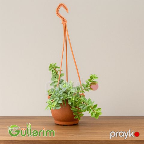 Asma Fittoniya (Fittonia verschaffeltii) — Bakı