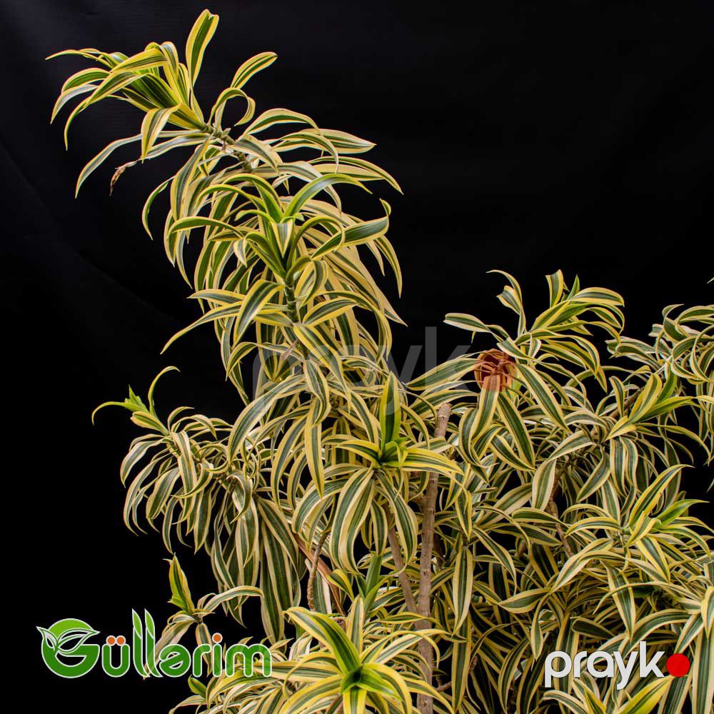 Dracaena Reflexa (Drasena Refleksa) — Bitkilər, Bakı (2)