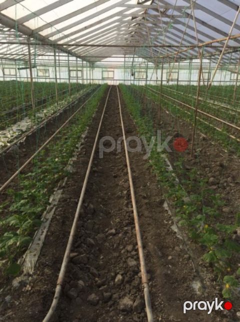 Satılır obyekt 60000 m² — Salyan