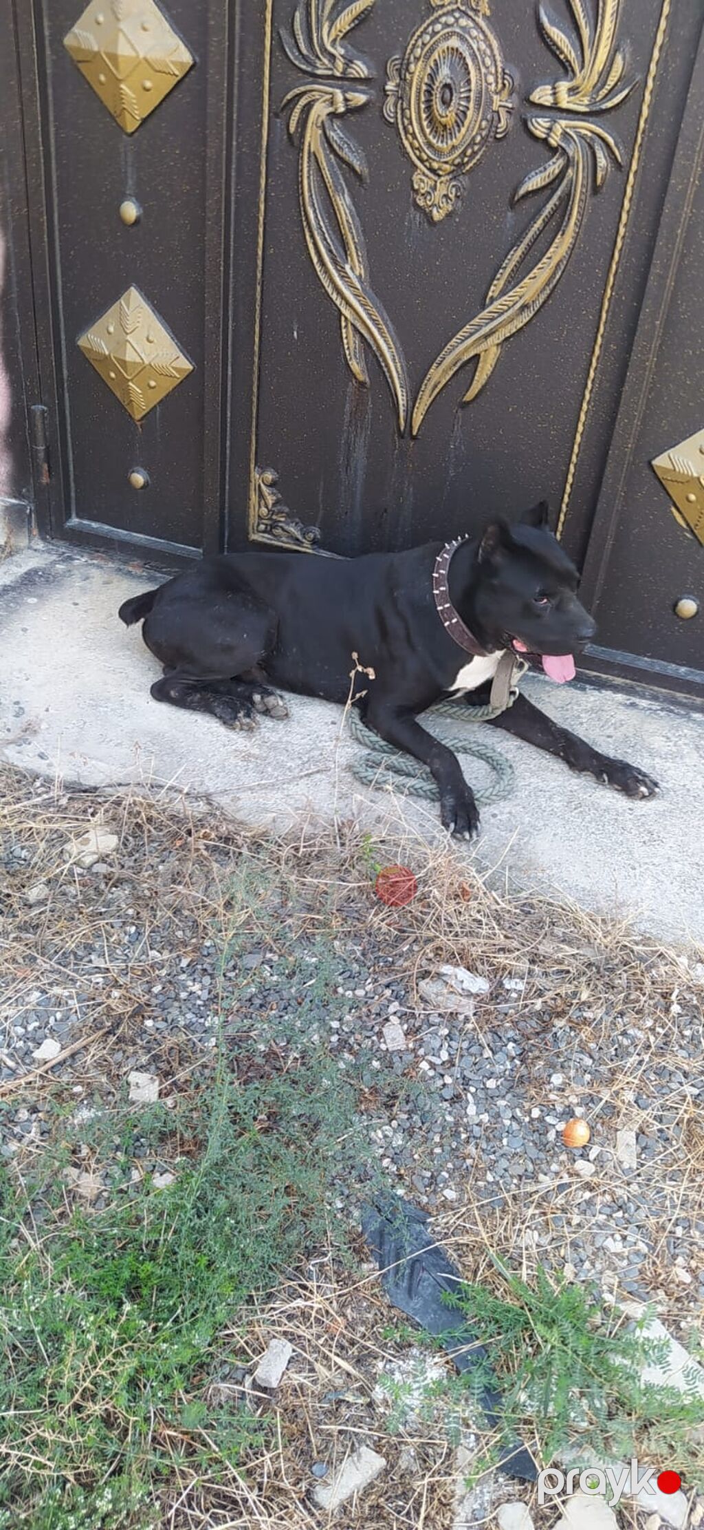 Kane-Korso, 2 il — Köpəklər, Digah (2)