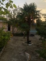 Palma ağacı — Jale