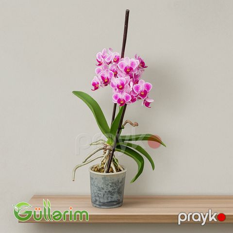 Rəngli Orxideya (Phalaenopsis) — Bakı