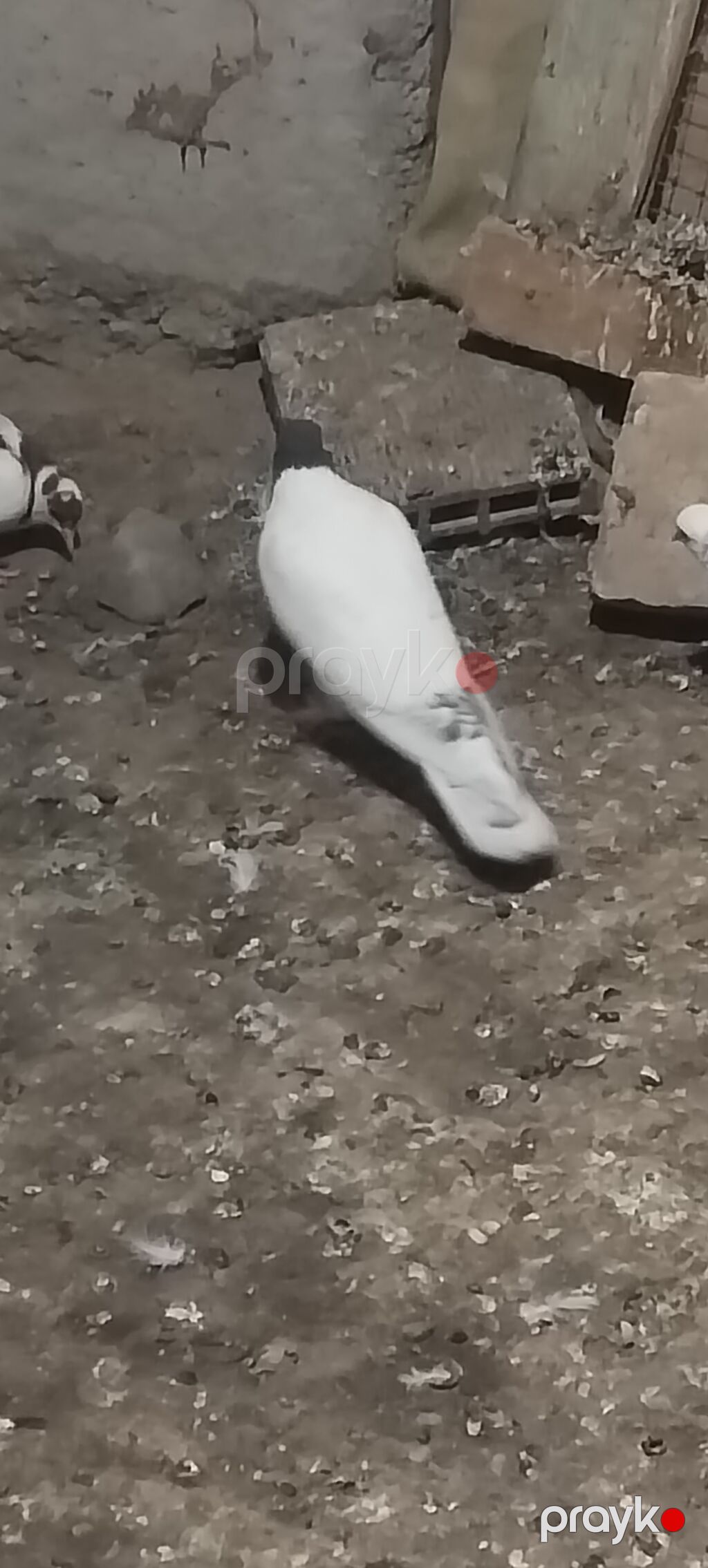 Qara baş erkeydi kuleyli havada tutulub qus gencede gondermekde — Göyərçin, Gəncə (2)