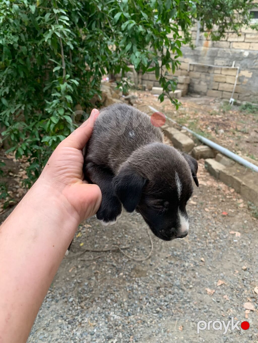 Amstaff/Pitbull penvendli 1 ayliq 4 dişi 4 erkek Şəkillərdə balaca — Köpəklər, Biləsuvar (4)