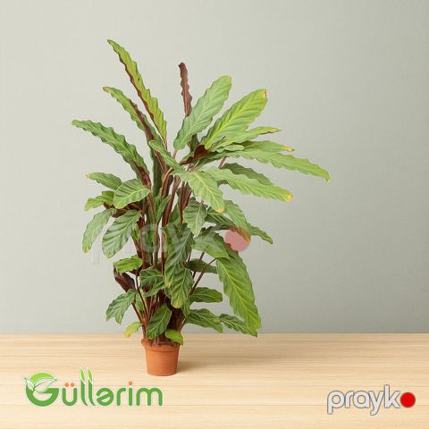 Kalateya (Calathea rufibarba) — Bakı