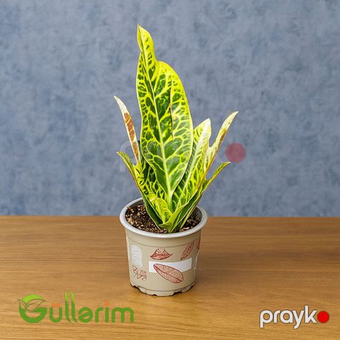 Kroton (Codiaeum variegatum) — Bakı