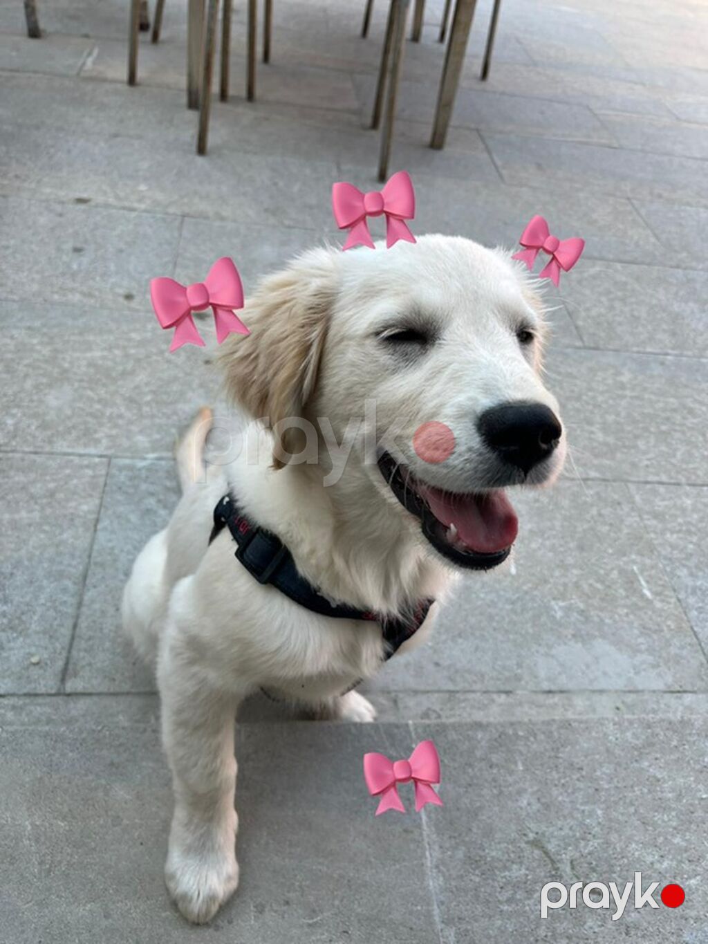 Retriever, 8 ay, Dişi — Köpəklər, Sumqayıt (7)