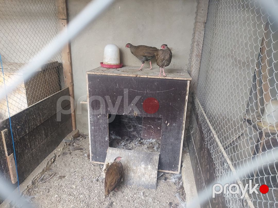 Gümüşü qırqovul ailəsi — Quşlar, Bakı (2)