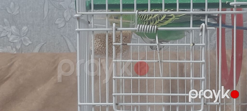 Dalmatin və yaşıl-sarı rəngli iki dalğıç papağan (buda və zebra — Qəfəslər, Bakı (3)