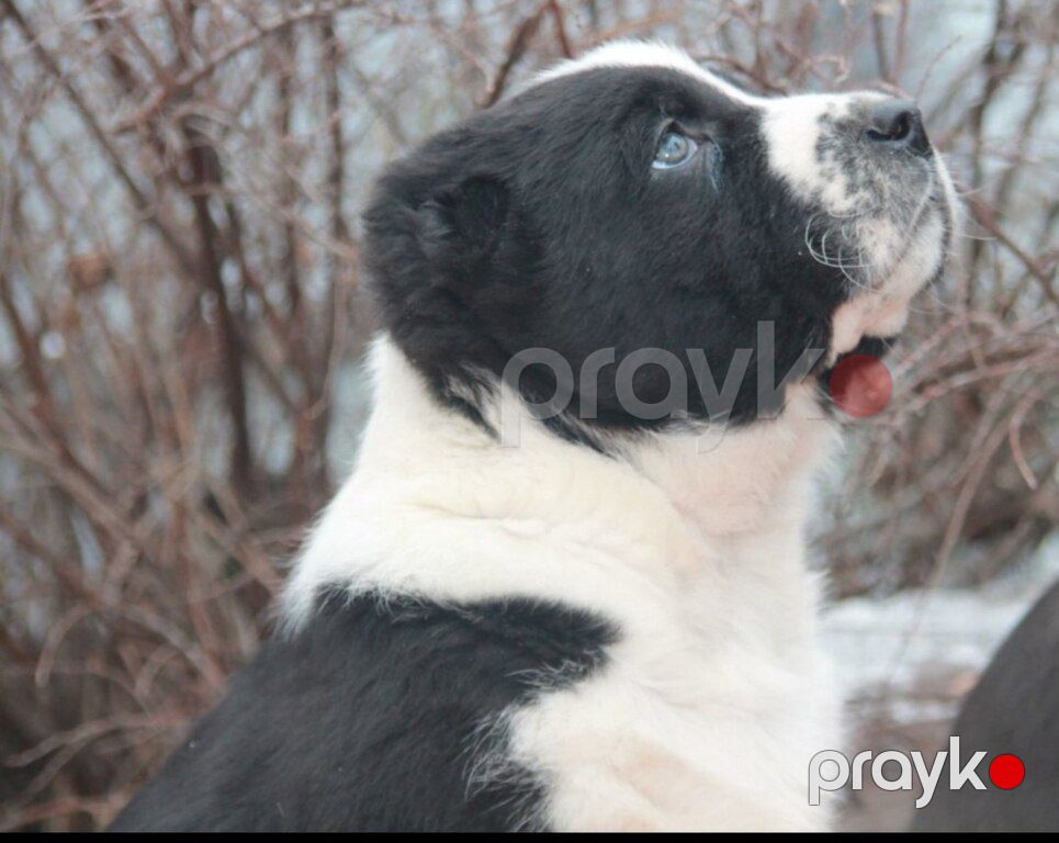 Alabaylar — Köpəklər, Bakı (5)