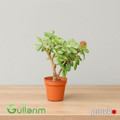Crassula ovata (Krasula - Pul ağacı) — Bakı
