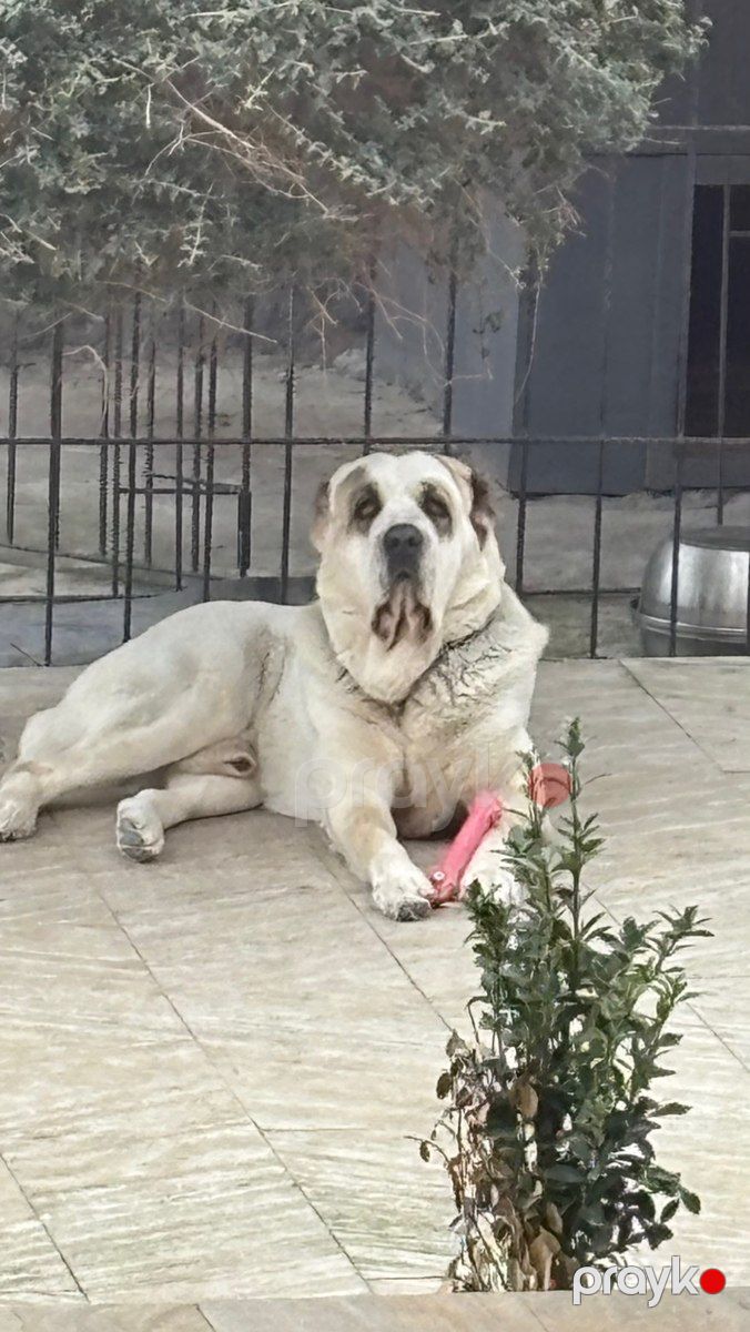 Alabay (cütləşdirmək üçün) — Köpəklər, Bakı (2)