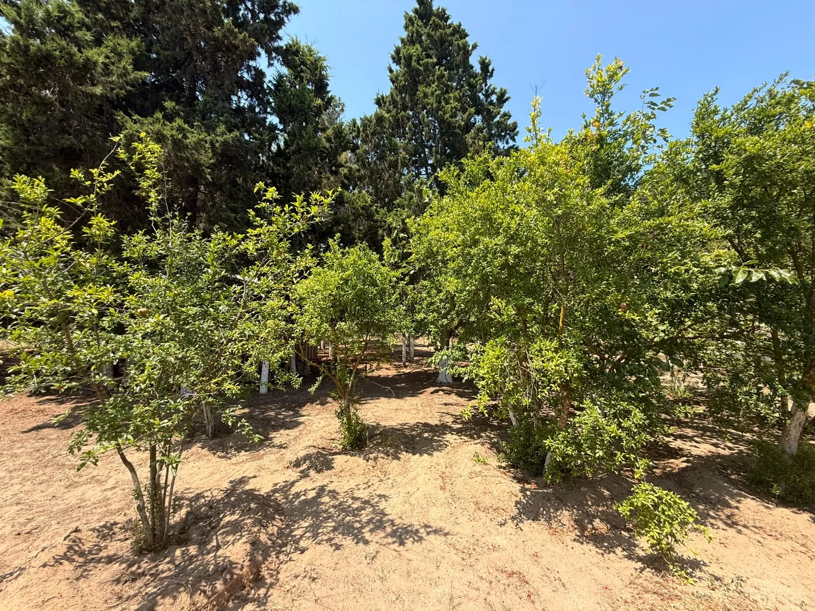 Mərdəkan, Torpaq satılır - 8 sot — Torpaq, Bakı (3)