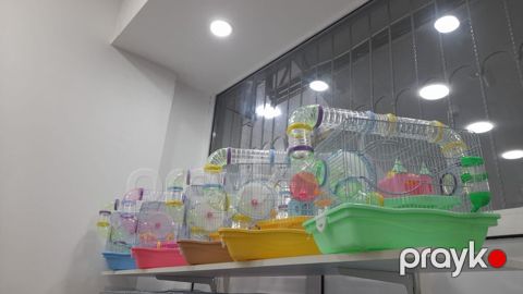 Dağsiçanı qəfəsi — Bakı