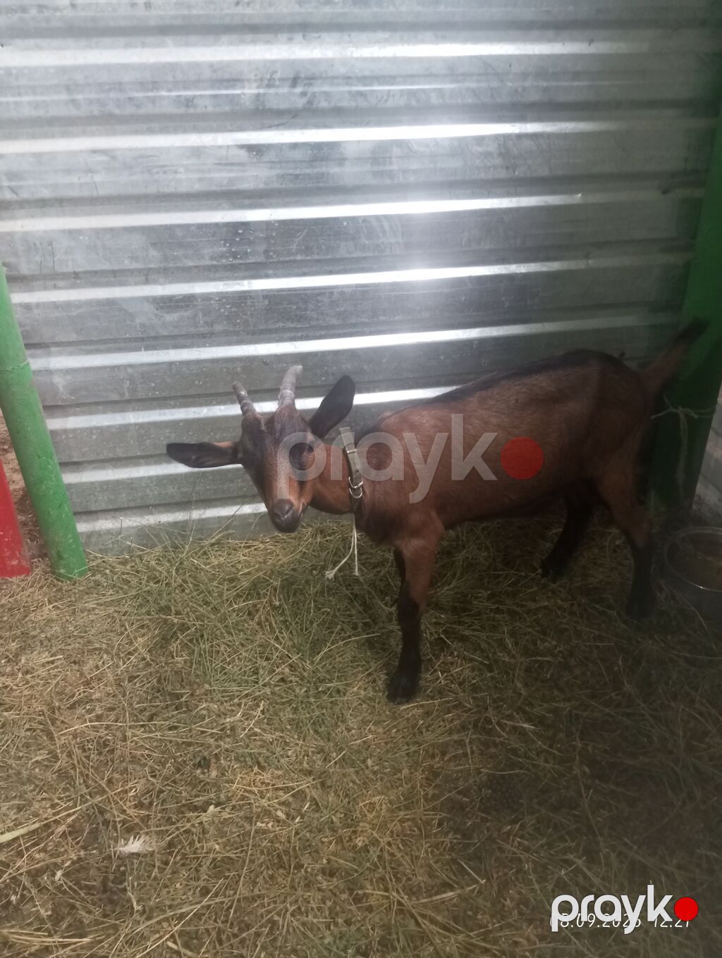 Əssəlamu Alekum alpin oberhas kecisi satılır yanında balasıya birlikdə — Kənd təsərrüfatı heyvanları, Saray (4)