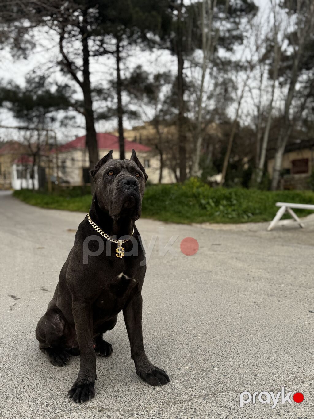 Kane-Korso, 1 ay, Erkək, Peyvəndli, Ünvandan götürmə — Köpəklər, Bakı (2)