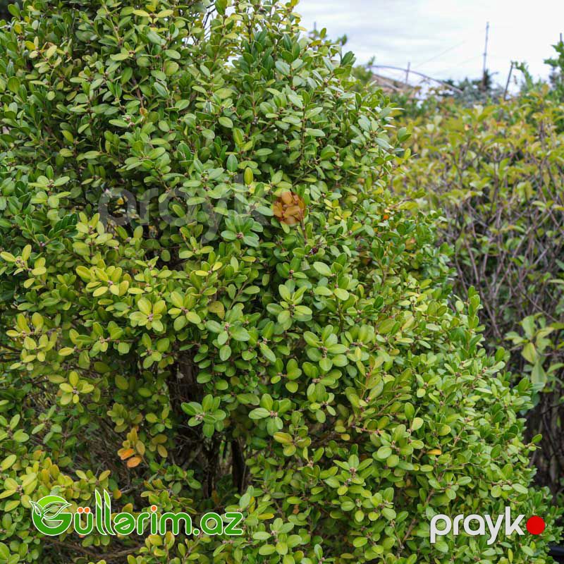Buksus (Buxus sempervirens) — Bitkilər, Bakı (5)