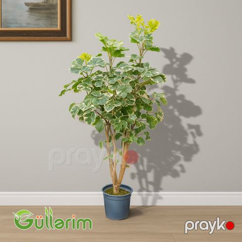 Polyscias balfouriana (Balfour Aralia) — Bakı