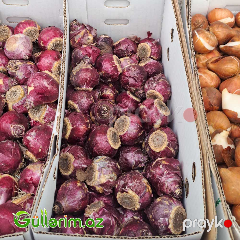 Giasint Soğanı — Bitkilər, Bakı (4)