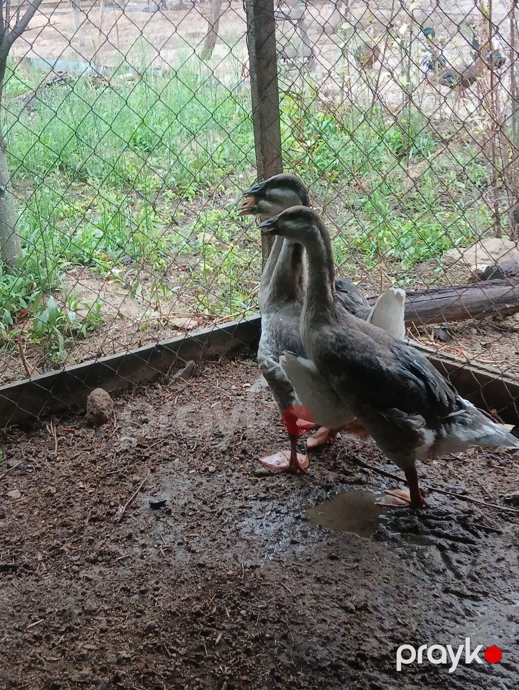 Erkək, Linda, Damazlıq, Ödənişli çatdırılma — Digərləri, Digah (2)