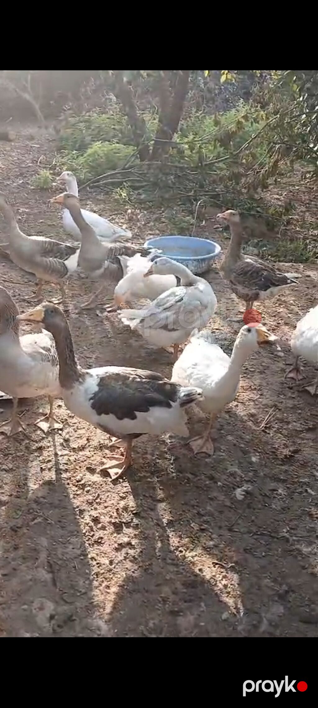 6 aylıq yerli qazlar satılır tam sağlam kənd şərayitində böyudulub — Digərləri, Lənkəran (3)