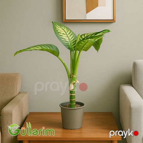 Dieffenbachia (Difenbaxiya) — Bakı