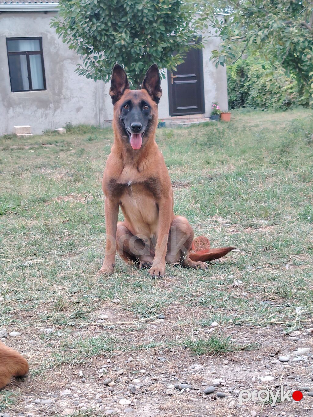 Belçika çoban iti, 5 ay, Erkək, Peyvəndli, Pulsuz çatdırılma — Köpəklər, Siyəzən (6)