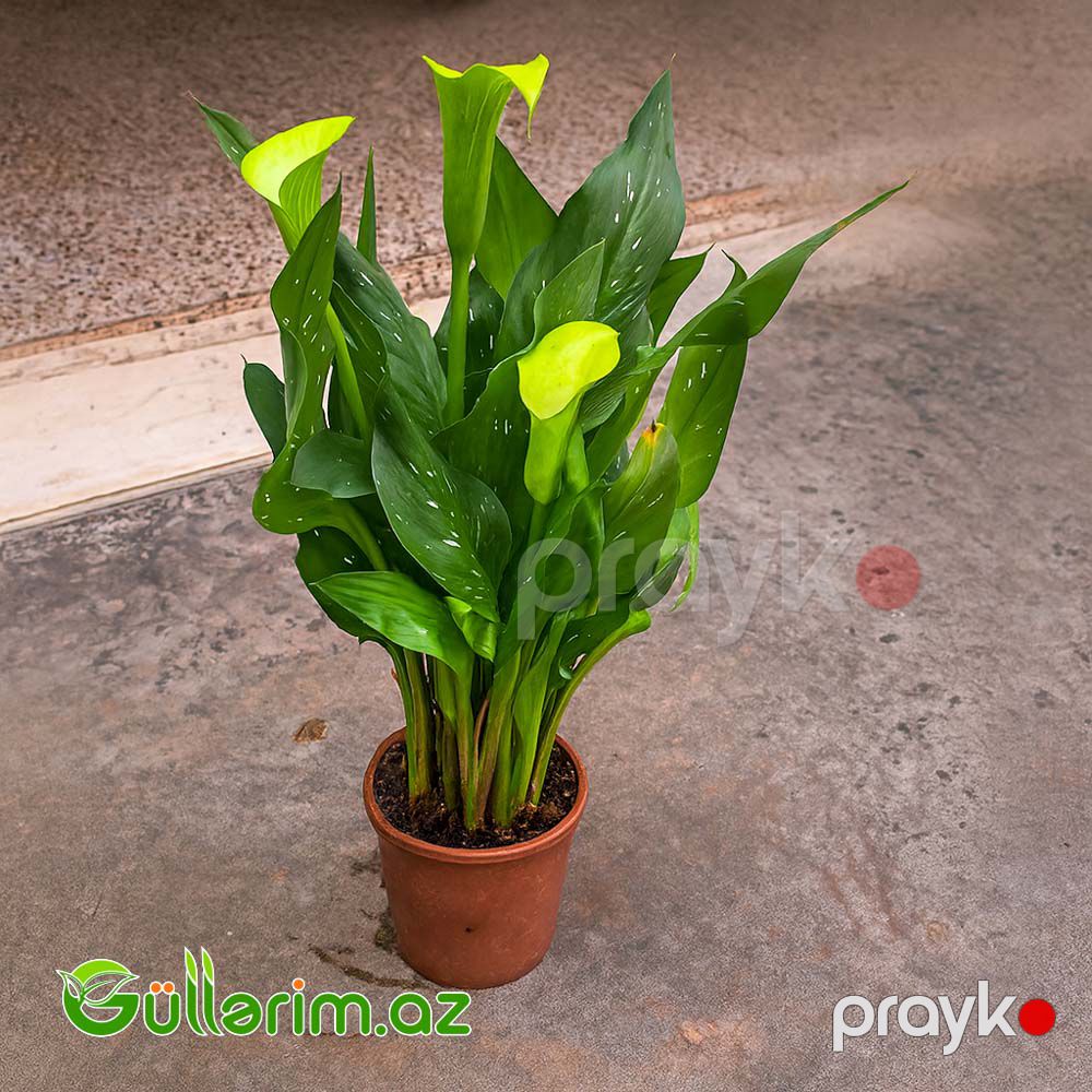 Kalla Zambağı (Zantedeschia / Calla Lily) — Bitkilər, Bakı (5)