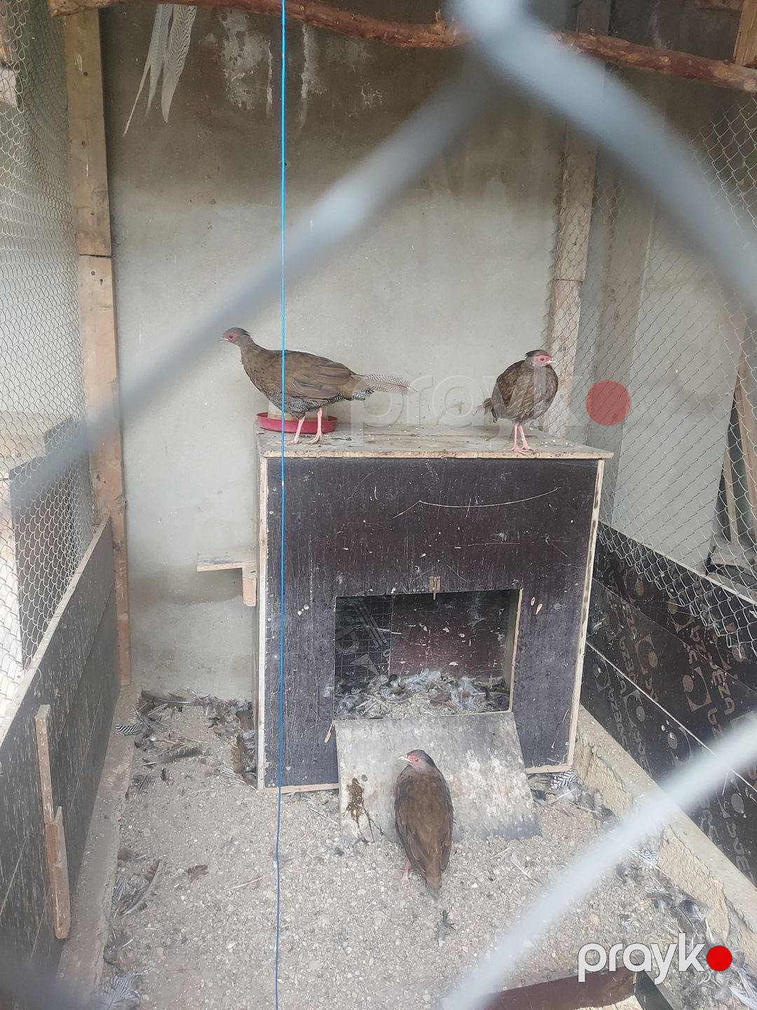 Gümüşü qırqovul ailəsi — Quşlar, Bakı (4)