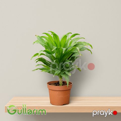 Dracena (Dracaena Compacta) — Bakı