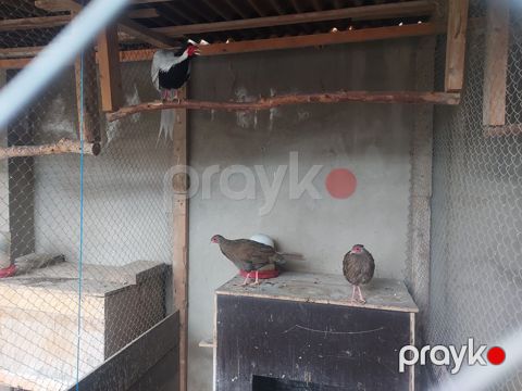Gümüşü qırqovul ailəsi — Bakı