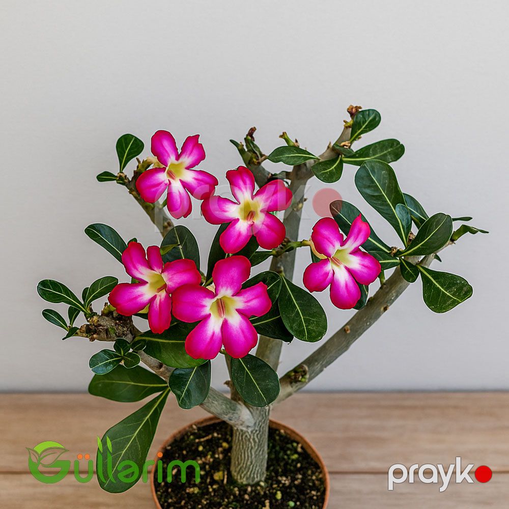 Adenium — Bitkilər, Bakı (2)