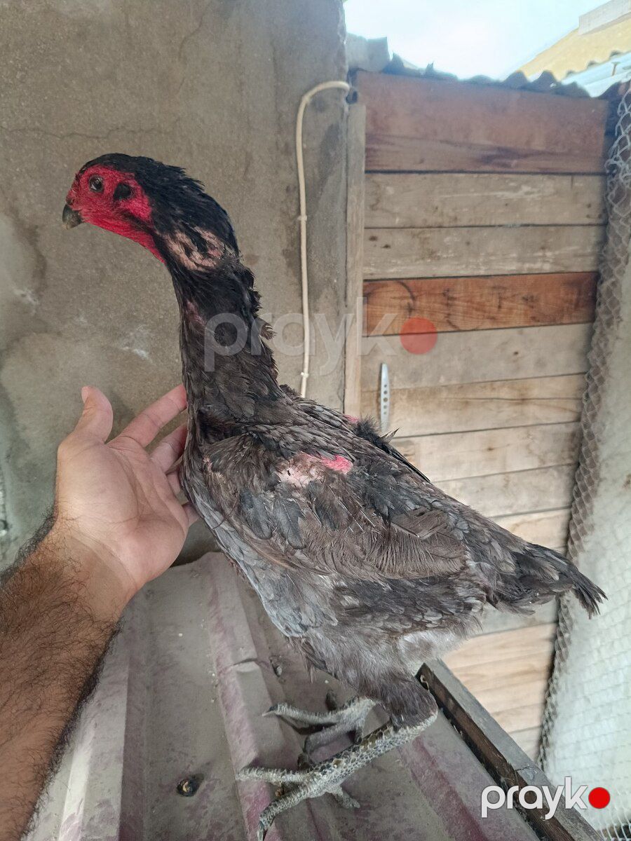 Heyratı fərə — Quşlar, Sumqayıt (10)