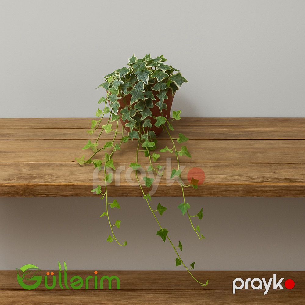 Hedera Helix – İngilis Sarmaşığı — Bitkilər, Bakı (2)