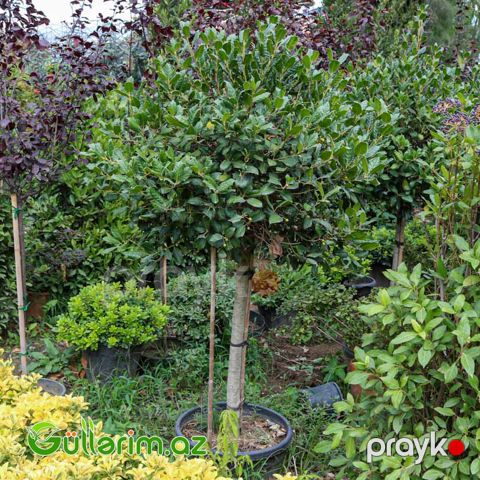 Ilex aquifolium Avropa ileksi)