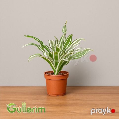 Dracaena Warneckii (Dracena Warneckii) — Bakı