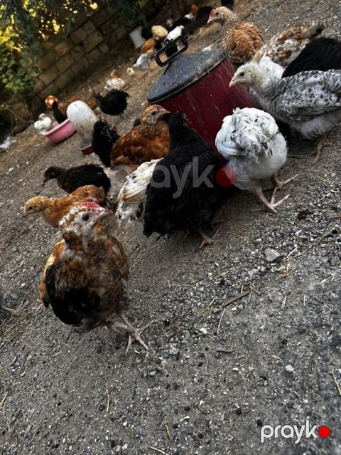 Toyuq cücələri, Ətlik