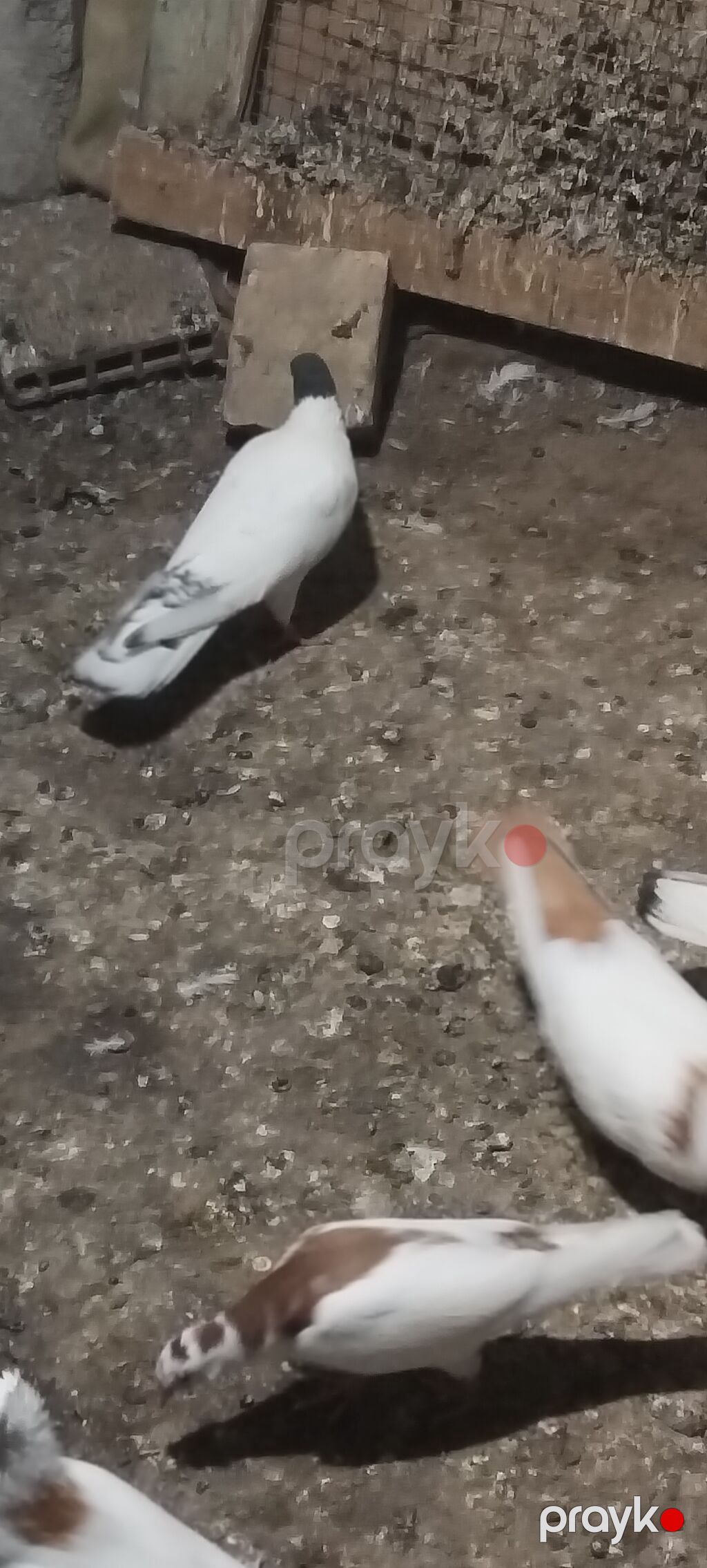 Qara baş erkeydi kuleyli havada tutulub qus gencede gondermekde — Göyərçin, Gəncə (4)