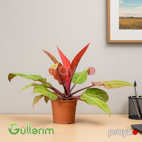 Philodendron Red Congo (Filodendron Qırmızı Kongo) — Bakı