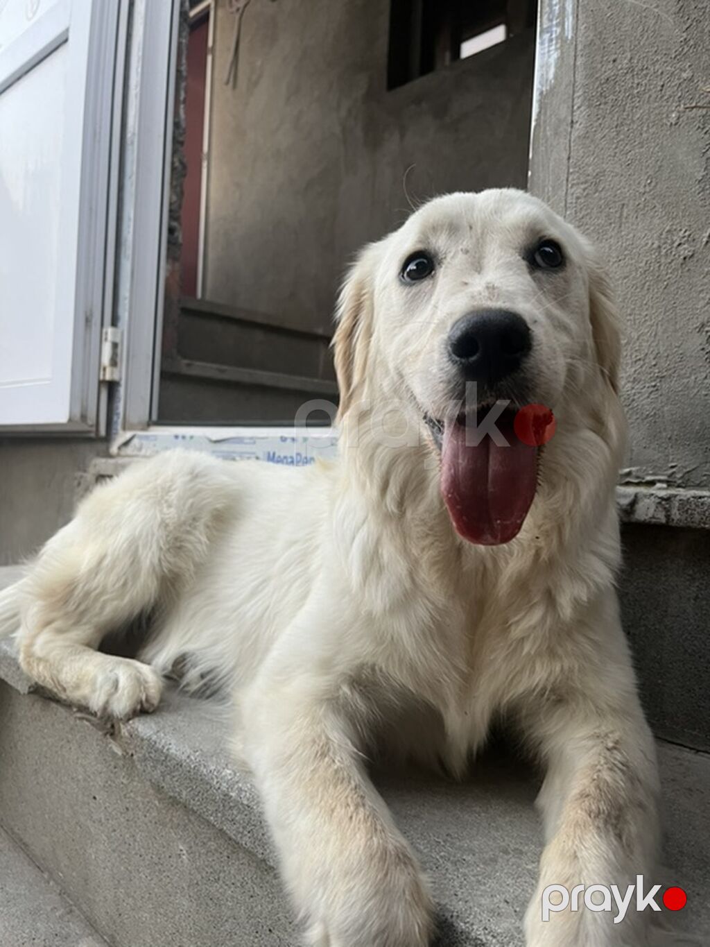 Retriever, 8 ay, Dişi — Köpəklər, Sumqayıt (5)