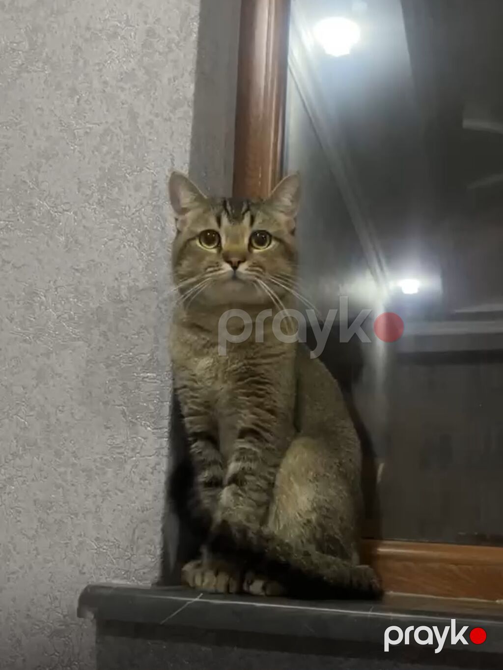 Tabbi, Yaxşı əllərə — Pişiklər, Bakı (2)