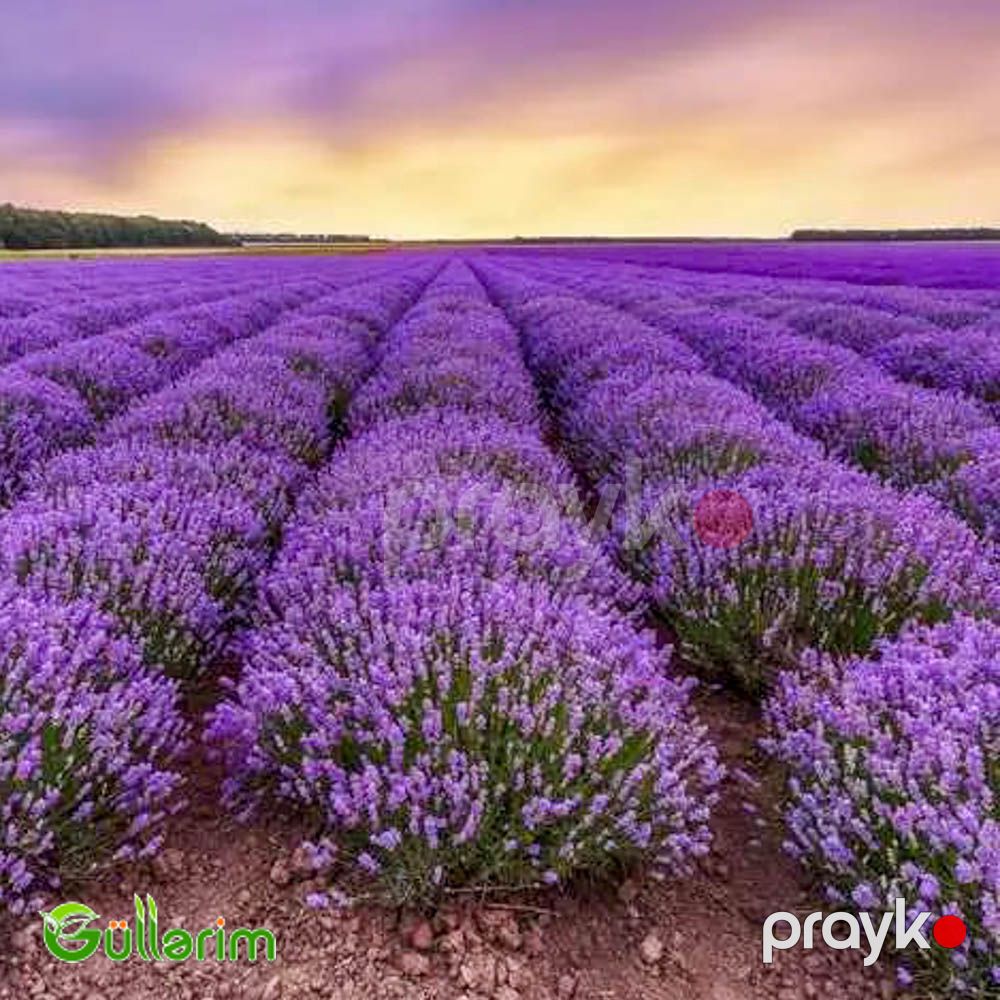 Fransız lavandası (Lavandula stoechas) — Bitkilər, Bakı (4)